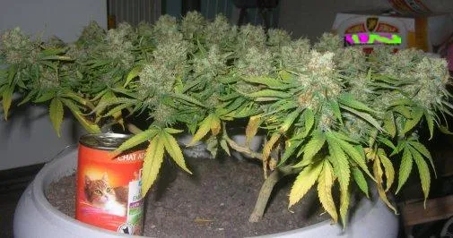How to Super Crop Cannabis: Step-by-Step Grower Guide