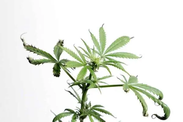 Cannabis Leaves Curling Up or Down: Causes, Diagnosis & How to Fix Them
