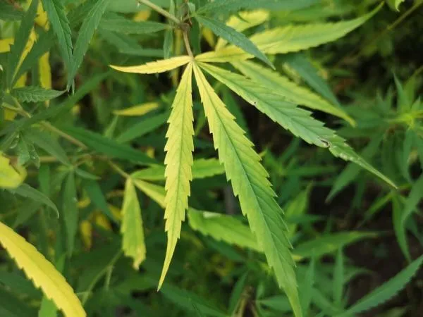 Magnesium Deficiency in Cannabis: Symptoms, Diagnosis and Treatment