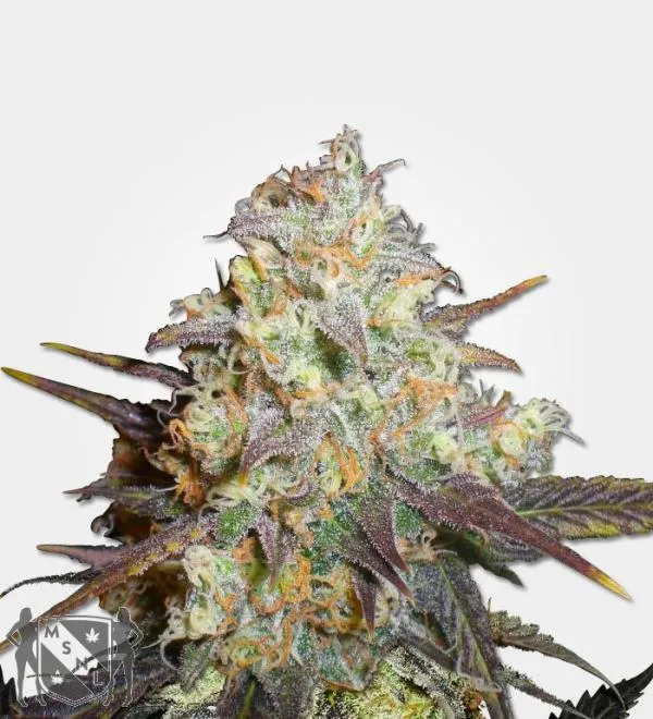 Chocolope Strain Review: What to Expect From This Sativa