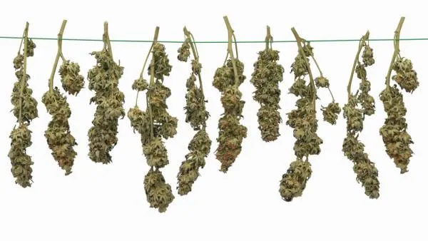 How to Dry Cannabis for Maximum Potency, flavour & Aroma