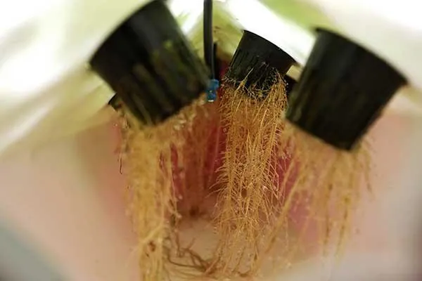 Aeroponic Cannabis: Cultivating Sustainably in an Aeroponic System