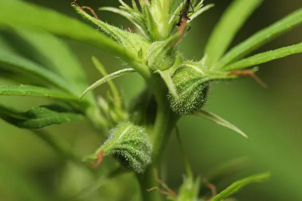 How to Sex Cannabis Plants: 5 Tips for Identifying Male and Female Plants