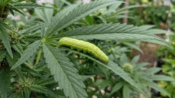 Caterpillars on Cannabis Plants: Signs, Damage & How to Get Rid of Them