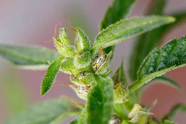 How to Tell If Cannabis Buds Are Pollinated: Signs & What to Do