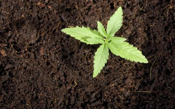 How to Make Homemade Cannabis Fertiliser from Scratch