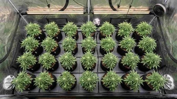 Sea of green method for autoflowers: a complete guide