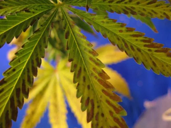 Cannabis Nutrient Deficiencies: Symptoms, Diagnosis and Solutions