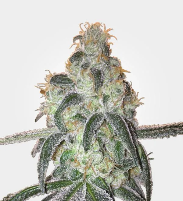 Girl Scout Cookies Strain Review: What Growers Should Know About GSC