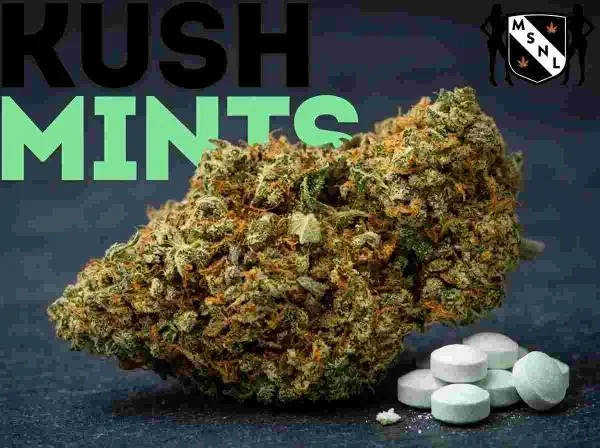 Kush Mints Strain Review: A Closer Look at Its Genetics, Potency and Growth