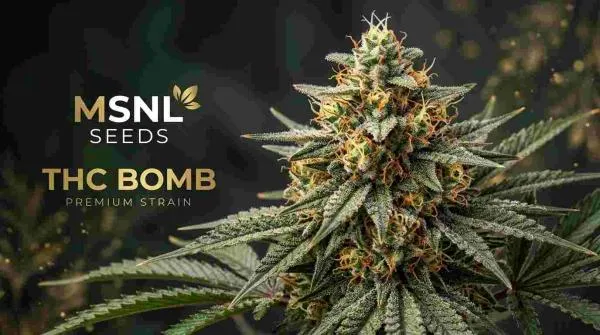 THC Bomb Cannabis Strain: Big Yields, Serious Potency and Growing Secrets