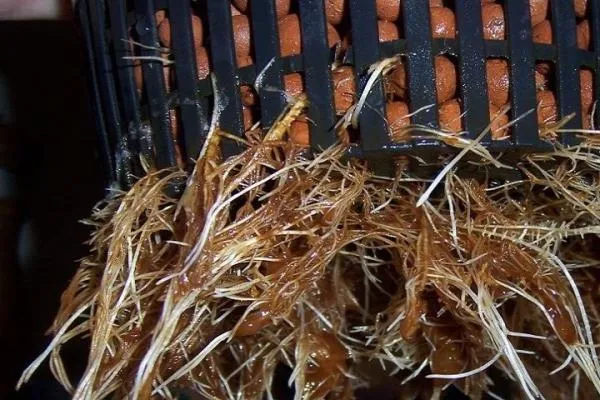 How to Prevent and Fix Root Rot on Cannabis Plants