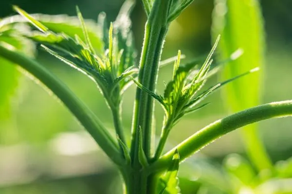 What are nodes and internodes on cannabis plants?