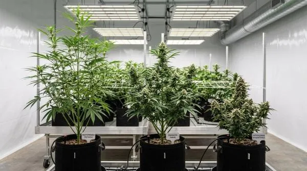 Autoflower vs Feminized vs Regular Cannabis Seeds – Which Type Is Right for Your Grow?