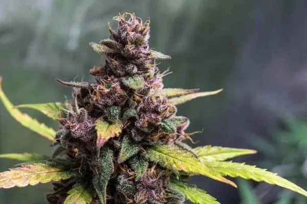 Can You Tell the Sex of a Cannabis Seed? Male vs Female Seeds Explained