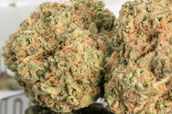 How to grow dense cannabis