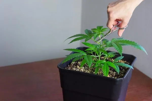 A guide to topping autoflower plants
