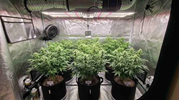 Autoflower Lighting Guide: The Ideal PAR, PPFD and DLI for Maximum Yields