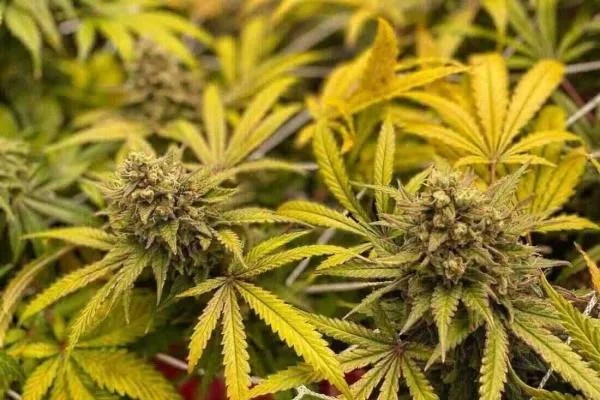 Gorilla Cookies Cannabis: What Growers Should Know Before Planting