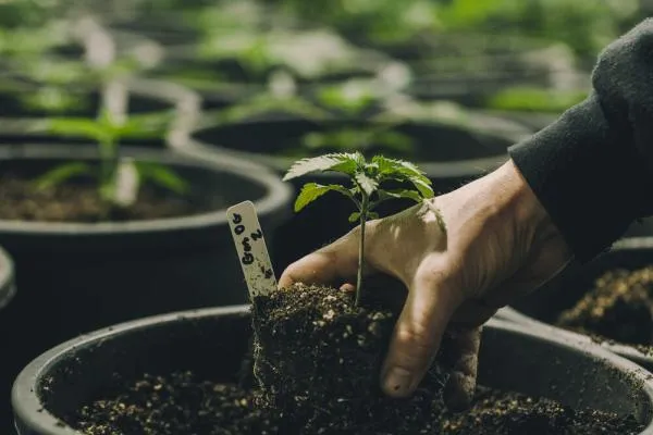 The benefits of growing Veganic Weed