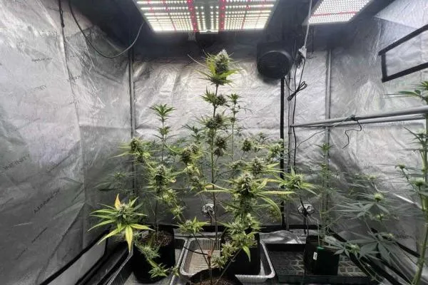 How to set up a cannabis grow tent: complete indoor growing guide