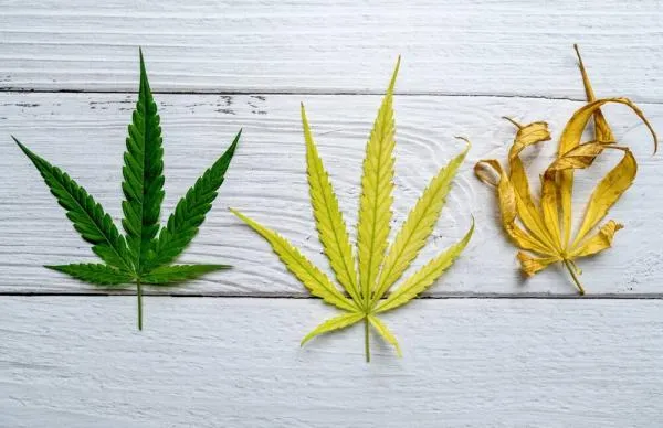 When to Stop Feeding Cannabis Nutrients: A Complete Guide