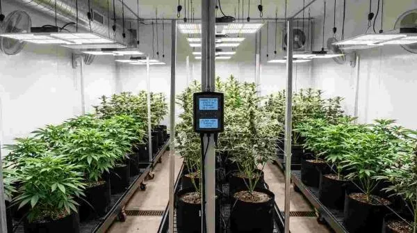 What Is the Best Temperature to Grow Cannabis? (Seedling, Veg & Flowering Guide)