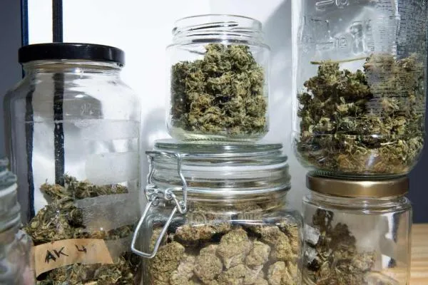 How to Keep Weed Fresh: A Grower’s Guide to Better Storage