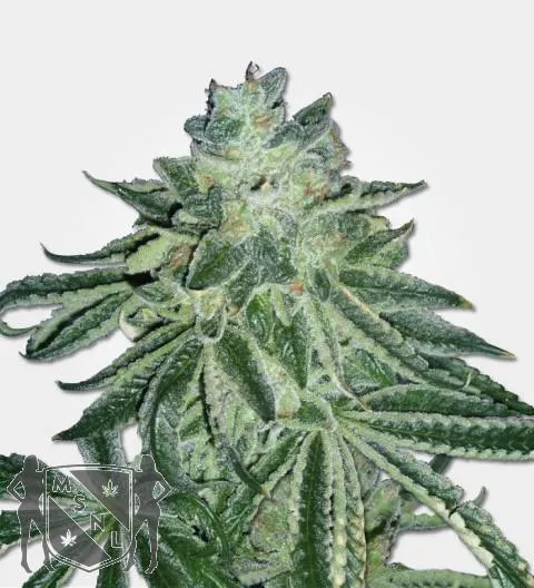 Blue Dream Strain Review: Genetics, Effects & Growing Guide