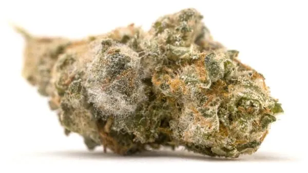 What Does Moldy Weed Look Like?