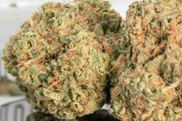 How to Grow Dense Cannabis Buds and Increase Bud Density