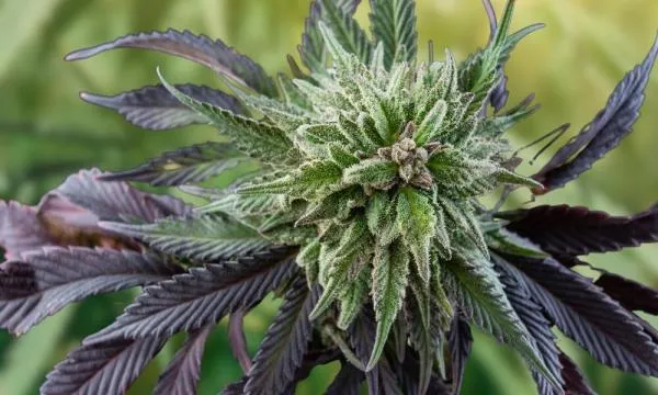 Acapulco Gold Strain Review: Genetics, Effects & Growing Guide