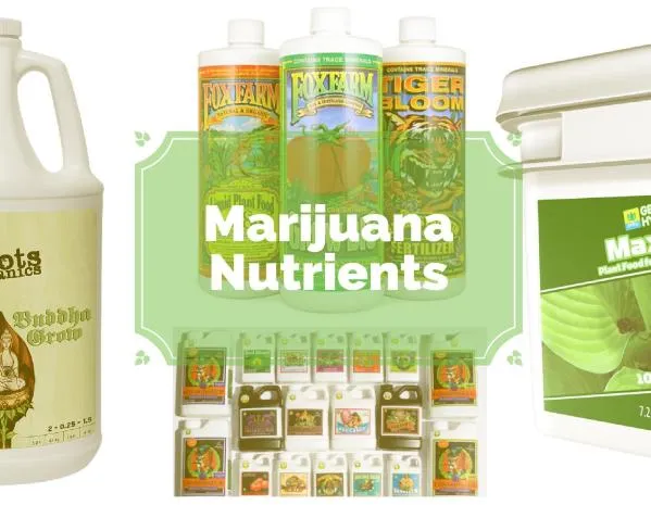 Best Nutrients for Cannabis Plants: Soil, Coco and Hydro Compared