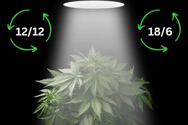 Cannabis Light Schedule: The Complete Indoor Grow Guide for Every Growth Stage