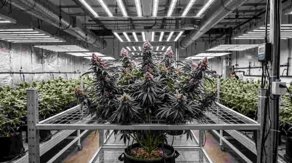 Gelato Strains Explained: The Best-Known Phenotypes Compared