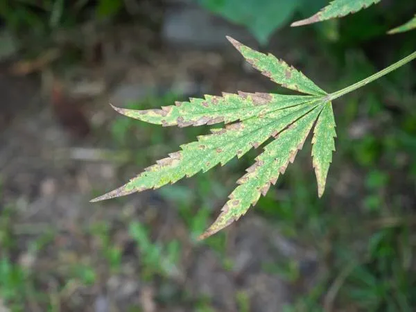 How to prevent and fix phosphorus deficiency in cannabis plants