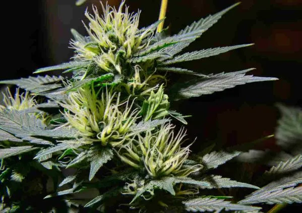How to Tell if Your Cannabis Plant Is Male or Female Before Flowering