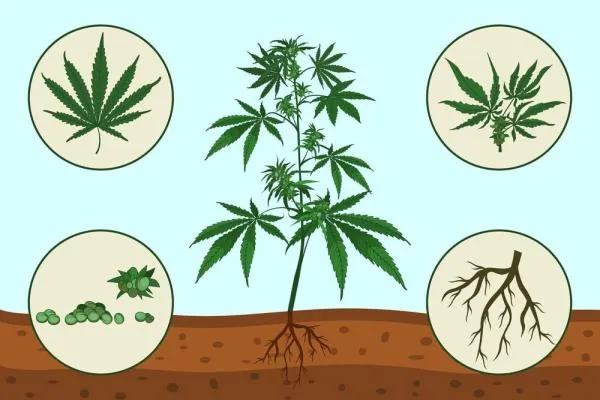 Cannabis anatomy: The different parts of a plant