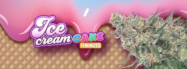 Ice Cream Cake Strain: Sweet, Strong & Easy to Grow