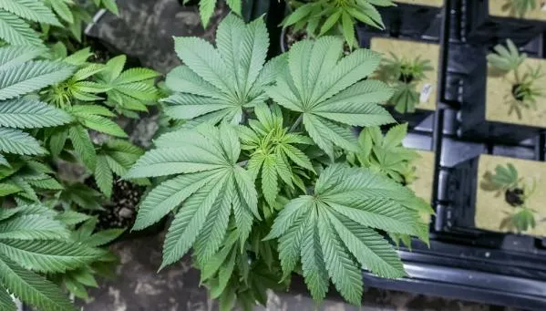 Cannabis Vegetative Stage: The Complete Guide to Healthy Plant Growth