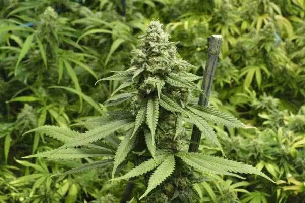 Big Bud Cannabis Strain Review: Effects, Genetics & Grow Guide