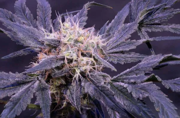 Strawberry Cough Strain Review: More Than Just a Sweet Name