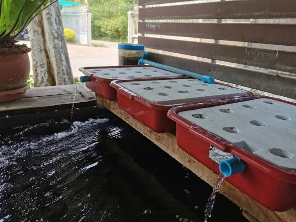 Aquaponics Cannabis: How to Grow Weed in an Aquaponics System