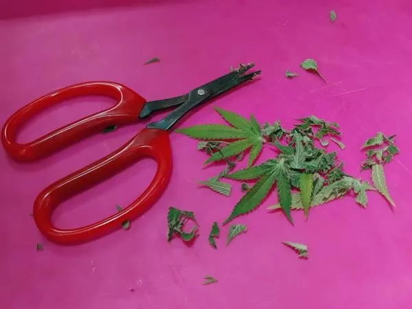 When to Harvest Cannabis: How to Tell When Buds Are Ready for Maximum Potency
