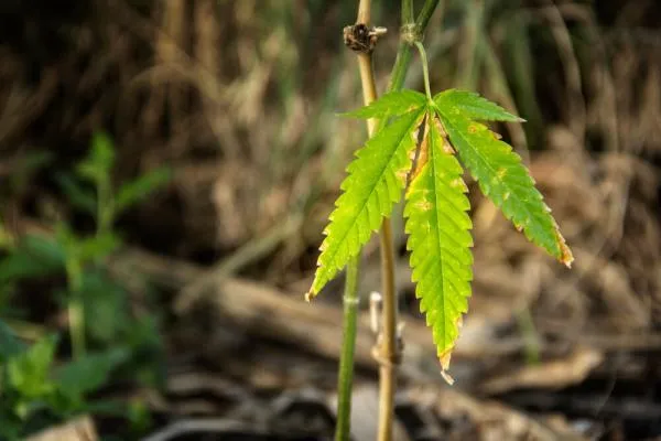 Why are the leaves of my cannabis plant drooping