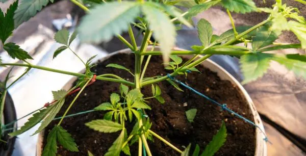 LST Training: Step-by-Step Low Stress Training for Cannabis