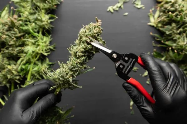 How to Trim Weed: The Complete Guide to Trimming Cannabis for Better Buds