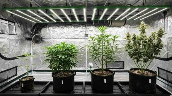 Cannabis stretching: diagnosis in each growth stage
