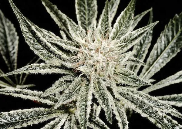 Cannabis Sugar Leaves: How to Trim, Store and Use Them