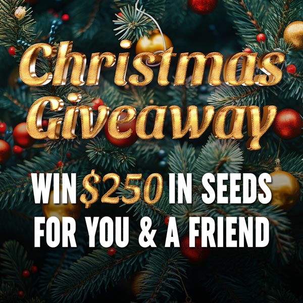 Christmas Giveaway